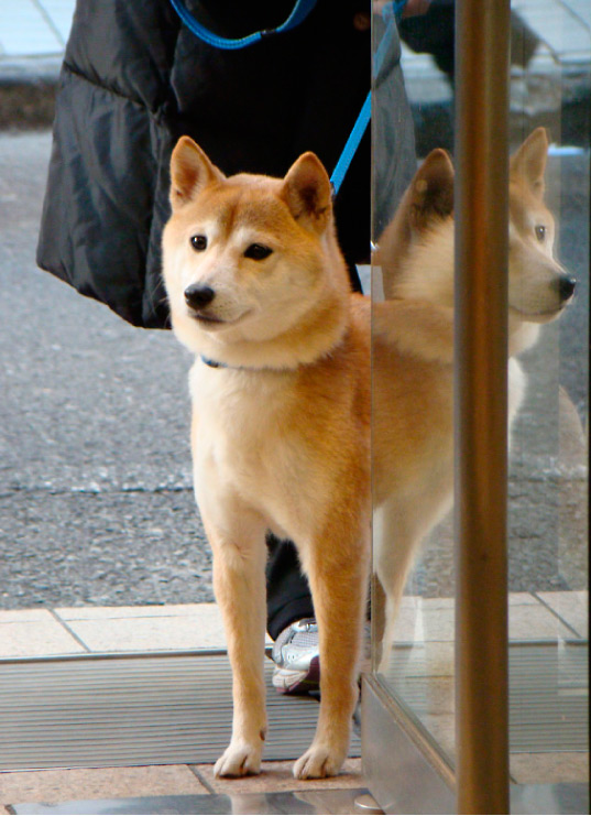 Hachi dog outside a UNIQLO store.