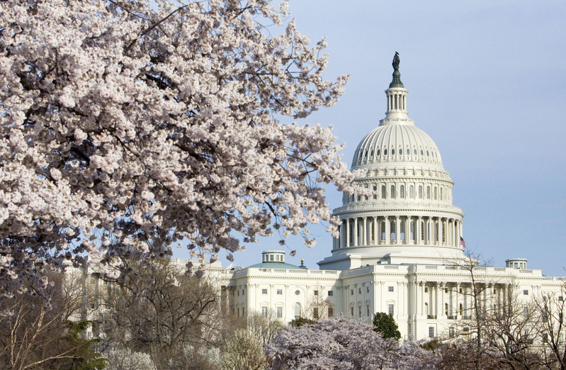 Cherry Blossoms