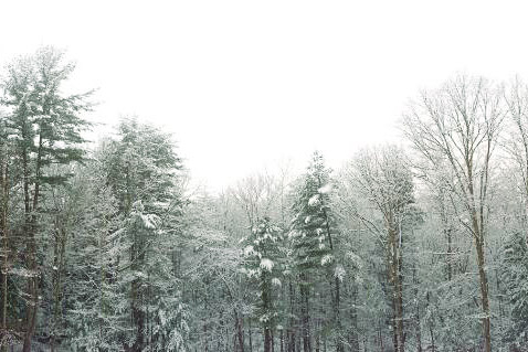Winter Thumb