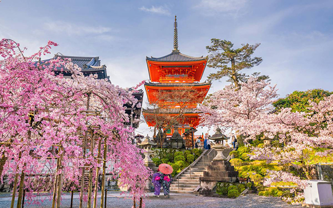 Tokyo Flower Landmark Spring Cherry Image