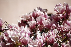 Spring arrives in full bloom in Lyon (Annie Li).