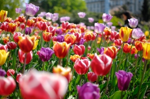 Und zur&uuml;ck in Genf sind es auch die Tulpen. (TK Kuo)