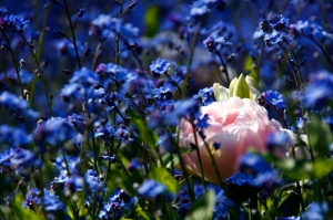 In Evian steht der Fr&uuml;hling in voller Bl&uuml;te. (Annie Li)