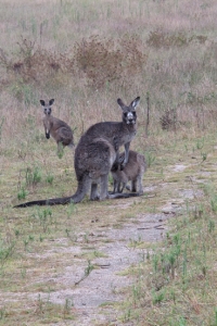 The kangaroos seem to be assessing us with much curiosity. (Ying Xin Yu)