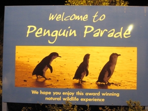 In Melbourne we watched a parade of the world&rsquo;s smallest penguins. (Jing Yuan)