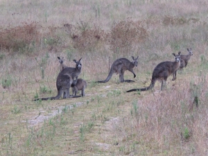 Till sist fick jag f&ouml;r f&ouml;rsta g&aring;ngen se en riktig australisk k&auml;nguru p&aring; n&auml;ra h&aring;ll. (Ying Xin Yu)