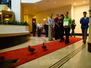 Our mission: accompany the Peabody Ducks on the red carpet for their daily parade from elevator to fountain.