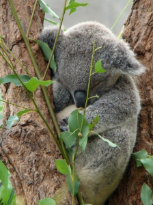 Isn&rsquo;t this little guy just adorable? He&rsquo;s only 8-months old, and stayed snug in his spot, fast asleep our whole visit. I would have loved to play with him...