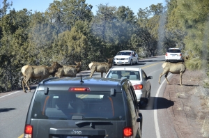 We&#039;re still debating what those jaywalkers are. My vote goes for elk. (Annie Li)