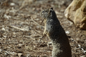 Vi fick en ny v&auml;n! Den l&auml;t sig dessutom bli klappad &ndash; &auml;ven om jag tror att det &auml;r n&aring;got som ogillas i en nationalpark. (Annie Li)