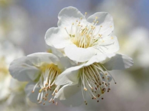 Plum Blossom