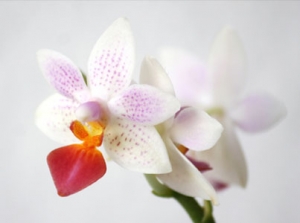 Orchidee