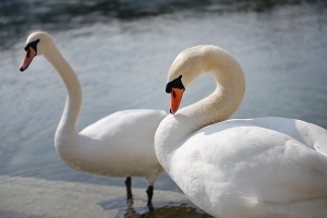 Y en los Alpes, donde (por todos lados) hay lagos de agua clara, hay cisnes. (Annie Li)