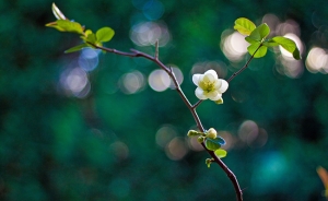 Spring Flower