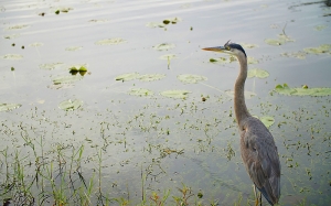 Nello stesso momento la compagnia internazionale si esibiva al St. Petersburg in Florida ( foto di Annie Li)
