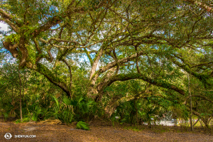 Forse si nascondono dietro quest’albero….forse no (foto della danzatrice Kenji Kobayashi)
