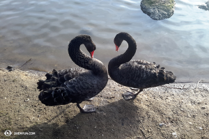I tyto dvě černé labutě si užívají společný čas. (foto udělal Andrew Fung)
