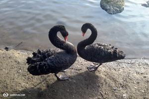 Y estos dos cisnes negros disfrutaban de su mutua compañía. (Foto de Andrew Fung)
