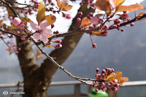 Frühling in Österreich. (Foto: Tänzerin Diana Teng)
