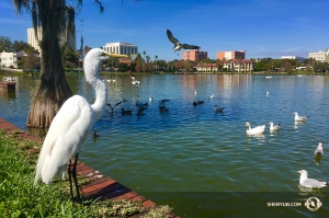 Et, avant le top départ pour une série de douze représentations à Philadelphie, la Shen Yun International Company achève sa tournée en Floride, en se produisant dans la bien nommée ville de Lakeland. (Photo de la projectionniste Annie Li)
