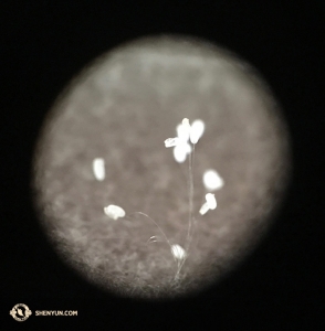 移動の多い欧州ツアー中に優曇華と思われる花がバスで発見されている（撮影：ファゴット奏者、スティーヴン・ルイ）
