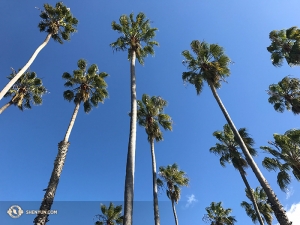 Dari sana, mereka meuju atas ke pantai ke Santa Barbara. (Foto oleh MC Nancy Zhang)