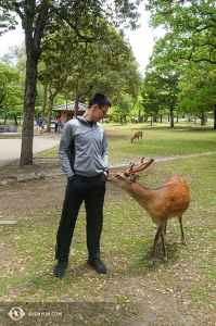 Penari Daren Chou berkenalan dengan beberapa teman baru di Nara Park, Jepang.
