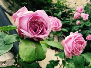 … Unterdessen gab es in England reichlich Rosen, wohin eine andere Gruppe Tänzer gereist war. Wenn man sich in der traditionellen chinesischen Kunst auskennt, weiß man, dass Chinesen von Bildern mit Tierchen auf Blumen und Gemüse fasziniert sind. (Foto: Tänzerin Diana Teng)
