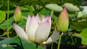 Buiten een boeddhistische tempel stond een lotusbloem in volle bloei... (Foto door Daren Chou)