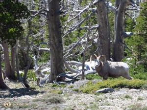 Bighorn sheep in the wild in Montana. Other Shen Yun vacationers in different parts of the country also spotted moose and black bear.