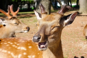 Et un cerf heureux! (Photo d'Annie Li)
