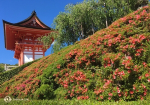 Många intressanta vinklar till templet Todai-ji. (Foto: Annie Li)
