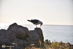 A seagull at sunset in Santa Cruz, California, where Lily Wang vacationed. (Photo by Lily Wang)