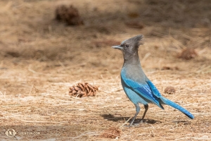 Wie weet wat voor een vogel dit is? Misschien een blauwe Vlaamse gaai? (Foto genomen in Yosemite door Lily Wang)