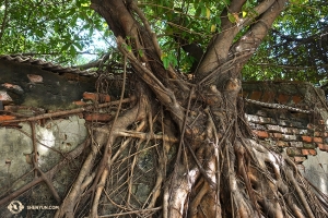 Sie besuchten auch das Anping Baumhaus - ein verlassenes Lagerhaus, das von lebenden Bajan-Baumwurzeln überwuchert ist. (Foto: Annie Li, Bühnenprojektion)
