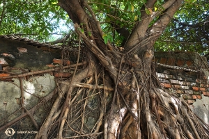 Mereka juga mengunjungi Rumah Pohon Anping --sebuah gudang terbelengkalai yang ditumbuhi oleh akar pohon bayan yang hidup. (Foto oleh Annie Li)
