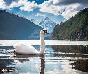 Ett ögonblick av lugn med en vit svan nära Neuschwanstein-slottet. (Foto: solistdansare Kenji Kobayashi)
