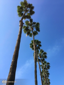 They also enjoyed the extremely tall palm trees by their hotel before heading to the next city. Check out our upcoming albums to see where they go next... (Photo by Regina Dong)