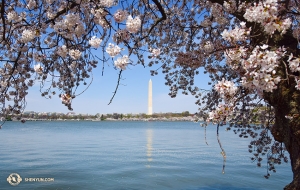 Pohon Sakura asalnya dibawa sebagai hadiah ke Amerika dari Tokyo, Jepang. Sekitar 3000 diantaranya ditanam pada tahun 1912. (Foto oleh penari Edwin Fu)