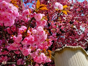 Überall blühen Blumen. Diese leuchtend rosafarbenen sehen wir bei der Erkundung Salzburgs. (Foto: Tony Zhao)
