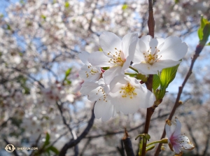도착하고보니 벚꽃이 활짝 필 때를 많이 지나지 않아서 정말 다행이었습니다. (Photo by cellist Yueh Chu)