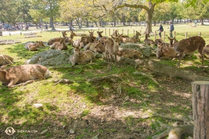 Vi blir vänner med lokalbefolkningen vart vi än går. Dessa fria omkringströvande hjortar spenderar bara sin tid i Naraparken. Vi kan knappt vänta med att återvända till Japan nästa år! (Foto: Andrew Fung)