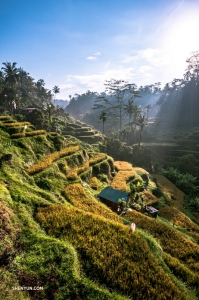 Bassist TK Kuo reist nach Bali, Indonesien. Weite Ausblicke auf die sonnendurchfluteten Reisterrassen von Tegalalang sind eine Reise wert!
