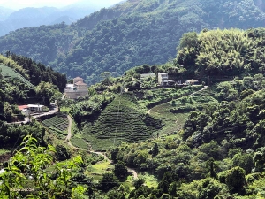 ... and visits a lush tea plantation.