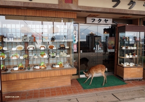 V restauracích po celém Japonsku jsou často vystavovány plastové napodobeniny nabízených jídel ve vitrínách. I tato srnka, jako potencionální zákazník se zdá být docela v pokušení.