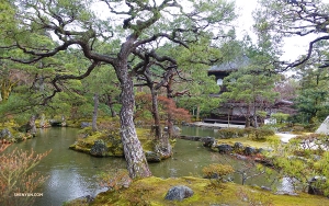 Na fotce je „Stříbrný pavilon“ 银阁, také zvaný jako Kannon Hall 观音殿, dílo tradiční architektury usazené uprostřed klidné zahrady v dokonalé harmonii s jeho okolní přírodou. (Fotil Shawn Ren)