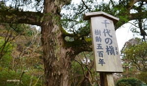 A 500-year-old tree! (Photo by Ben Chen)
