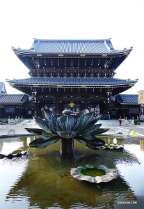 東本願寺でダンサーのジェフ・チュワンがみつけた巨大な蓮の花。
