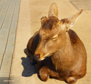 Brzy ráno jeli vlakem do Nara – nadšení a bdící více než tento ospalý jelen, který je vítal. (Fotil tanečník Rui Suzuki)