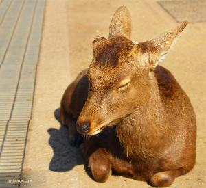 Sie nehmen gleich morgens den Zug nach Nara, und sind viel wacher als dieser verschlafene Hirsch, der sie begrüßt. (Foto: Tänzer Rui Suzuki)
